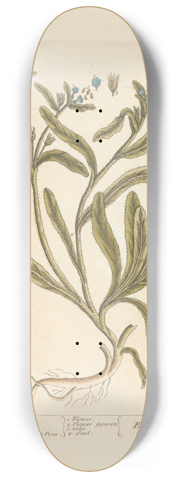Elizabeth Blackwell - Wild bugloss 8.25 inch art skate deck