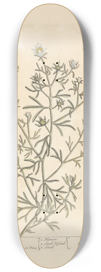 Elizabeth Blackwell - Wild rue 8.25 inch art skate deck