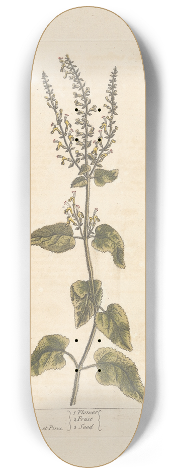 Elizabeth Blackwell - Wood sage 8.25 inch art skate deck