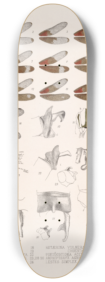 Frederick DuCane Godman - Insecta Neuroptera Pl 2 8.25 inch art skate deck