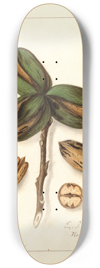 Ellen Isham Schutt - Carya: Teche 8.25 inch art skate deck