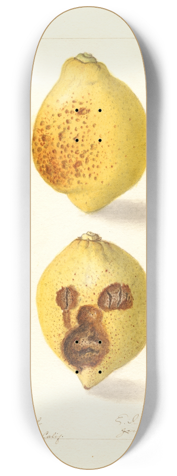 Ellen Isham Schutt - Citrus limon 8.25 inch art skate deck