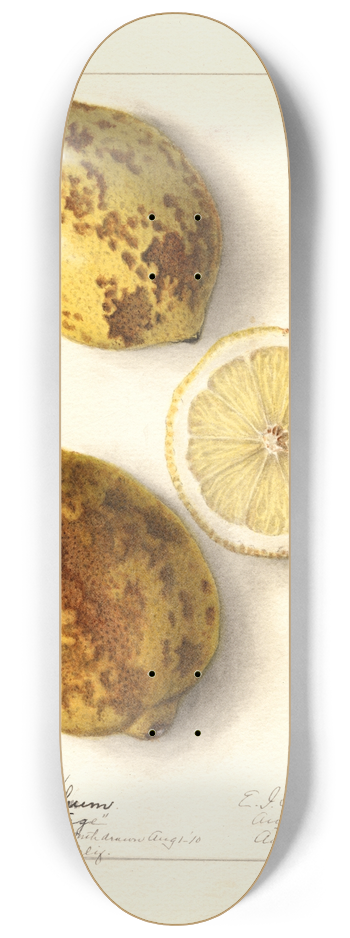Ellen Isham Schutt - Citrus limon 8.25 inch art skate deck