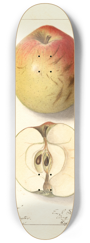 Ellen Isham Schutt - Malus domestica: Lady Bryan 8.25 inch art skate deck
