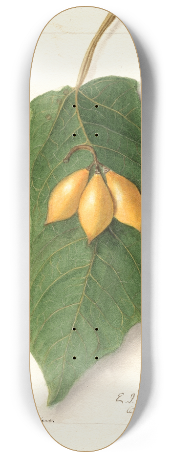 Ellen Isham Schutt - Vasconcellea quercifolia 8.25 inch art skate deck