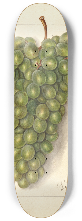 Ellen Isham Schutt - Vitis: Feher Szagos 8.25 inch art skate deck