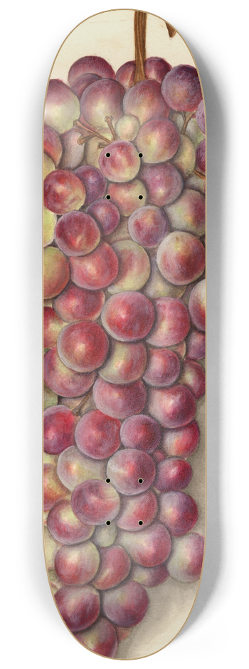 Ellen Isham Schutt - Vitis: Rodites 8.25 inch art skate deck