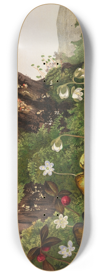 Ellen Robbins - Wild Flowers No. 2 8.25 inch art skate deck