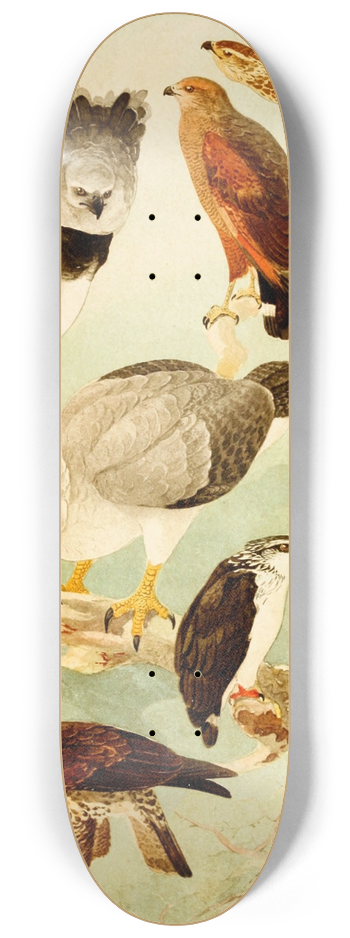 Emil August Gldi - Gavies II 8.25 inch art skate deck