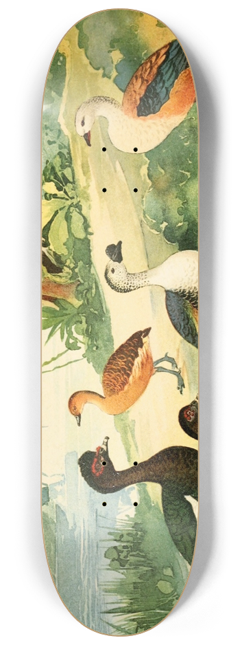 Emil August Gldi - Marreco, Patos, Marrecas 8.25 inch art skate deck