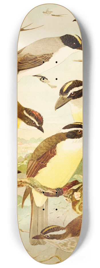 Emil August Gldi - Tesoura, Bemtevs, Maria--dia, Bemtevs midos 8.25 inch art skate deck