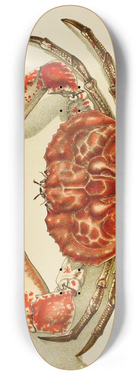 Frederick McCoy - Crustacea IV 8.25 inch art skate deck