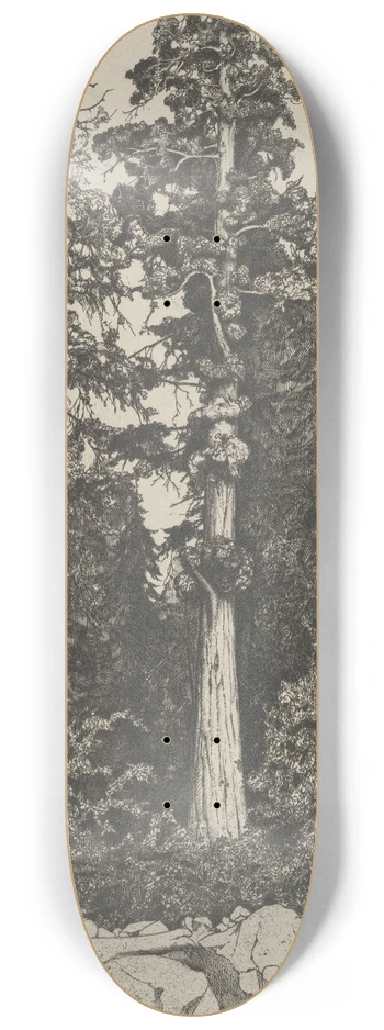 Ernest Haskell - Baby Sequoia 8.25 inch art skate deck