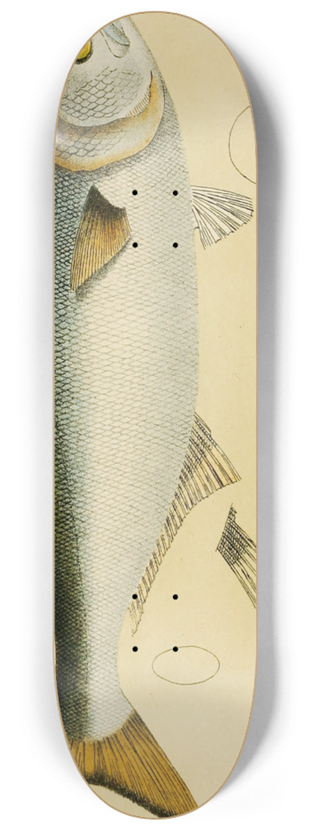 Frederick McCoy - Fishes VIII 8.25 inch art skate deck
