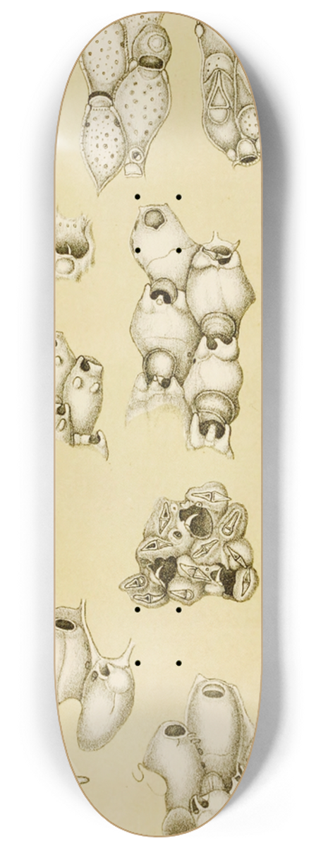 Frederick McCoy - Polyzoa XVII 8.25 inch art skate deck