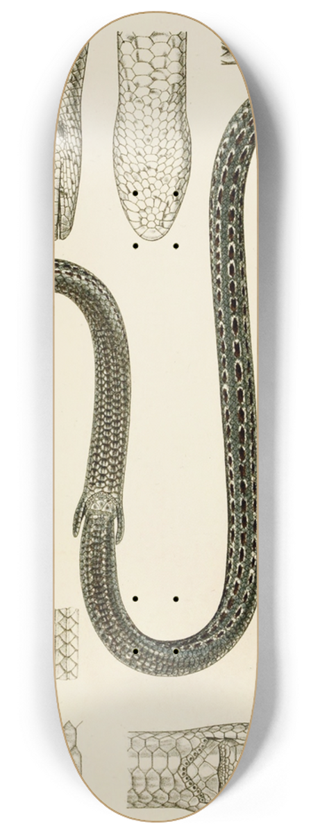 Frederick McCoy - Reptiles II 8.25 inch art skate deck