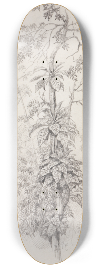 Ferdinand Keller - Baumstudie aus dem Urwald 8.25 inch art skate deck