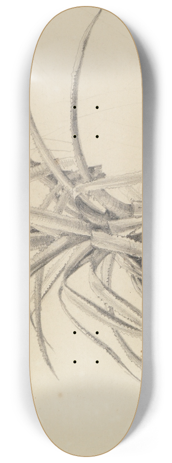 Ferdinand Keller - Kaktus-Studie 8.25 inch art skate deck