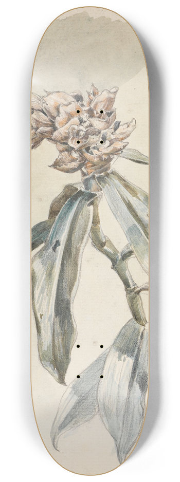 Ferdinand Keller - Pflanzenstudie 8.25 inch art skate deck