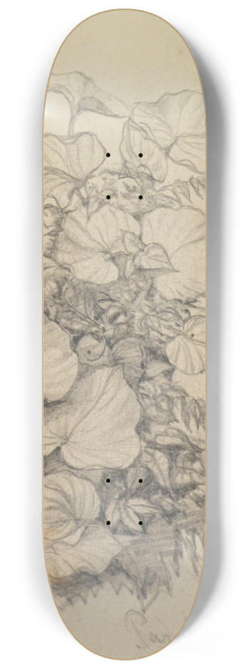 Ferdinand Keller - Pflanzenstudie XI 8.25 inch art skate deck