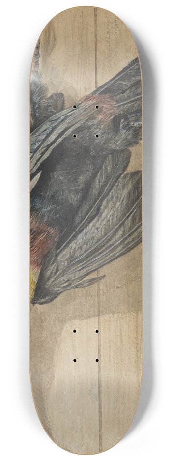 Ferdinand Keller - Studie eines toten Tukan-Vogels 8.25 inch art skate deck