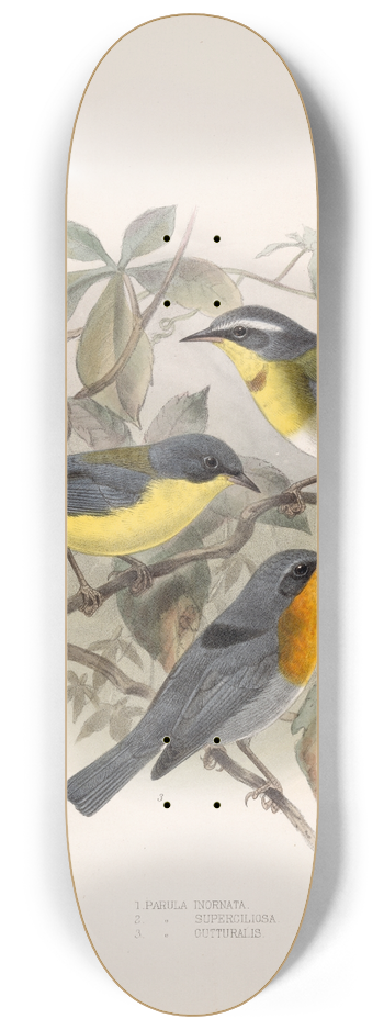 Frederick DuCane Godman - Aves Pl 08 8.25 inch art skate deck