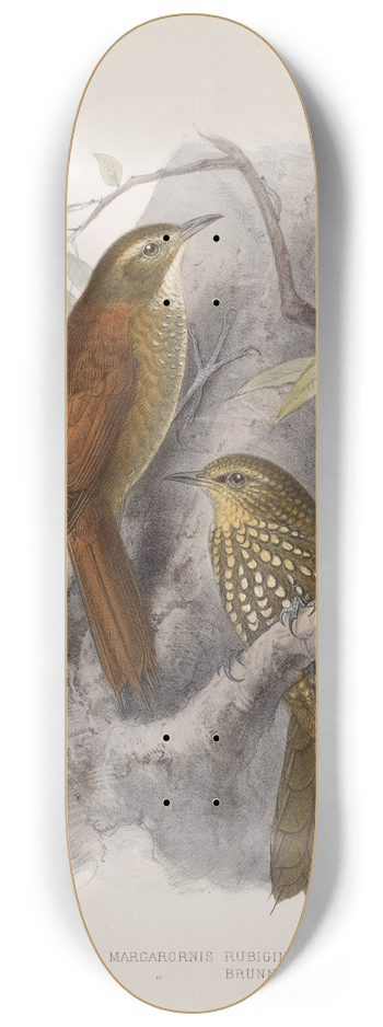 Frederick DuCane Godman - Aves Pl 48 8.25 inch art skate deck