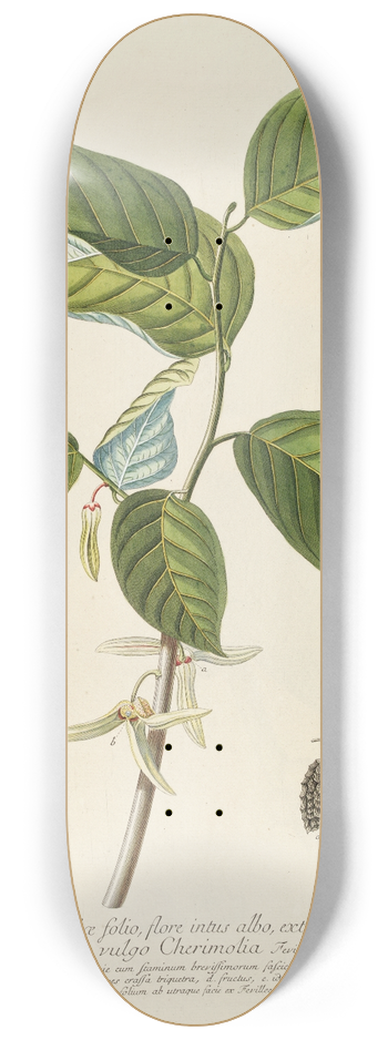 Georg Dionysius Ehret - Guanabanus 8.25 inch art skate deck