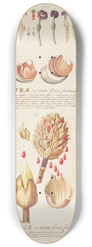 Georg Dionysius Ehret - Hurae Magnoliae 8.25 inch art skate deck