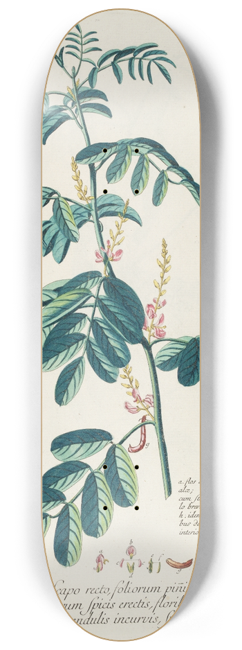 Georg Dionysius Ehret - Indigofera II 8.25 inch art skate deck