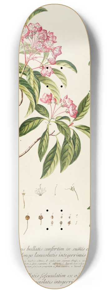Georg Dionysius Ehret - Ledum 8.25 inch art skate deck