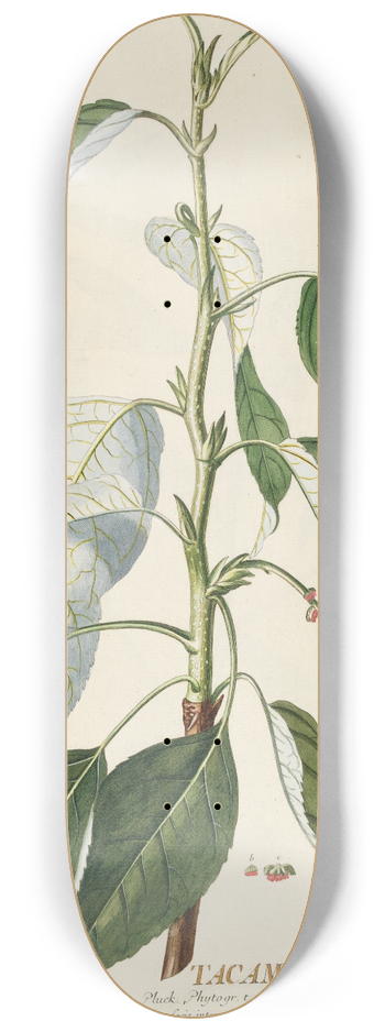 Georg Dionysius Ehret - Tacamahaca II 8.25 inch art skate deck