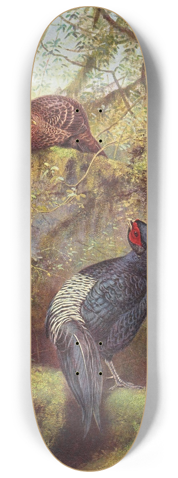 George Edward Lodge - Black-Breasted Kaleege 8.25 inch art skate deck
