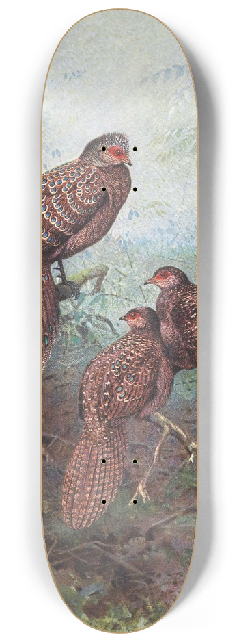George Edward Lodge - Grey Peacock Pheasant 8.25 inch art skate deck
