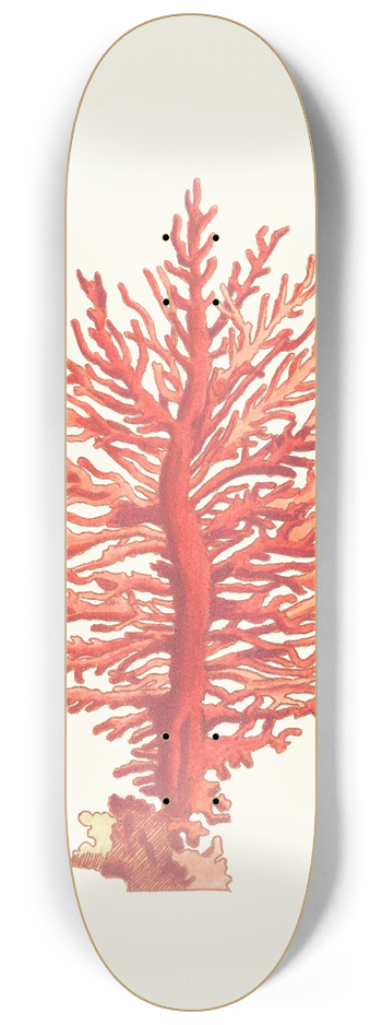 George Shaw - Pinnated Gorgonia 8.25 inch art skate deck