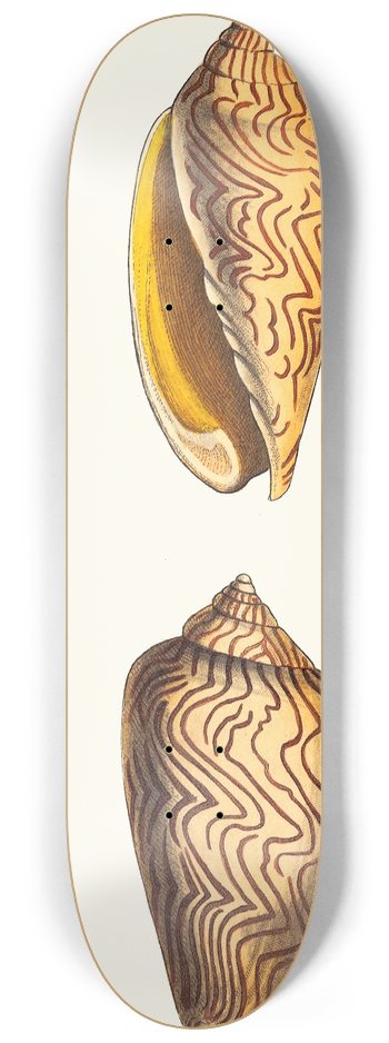 George Shaw - Undulated Volute 8.25 inch art skate deck