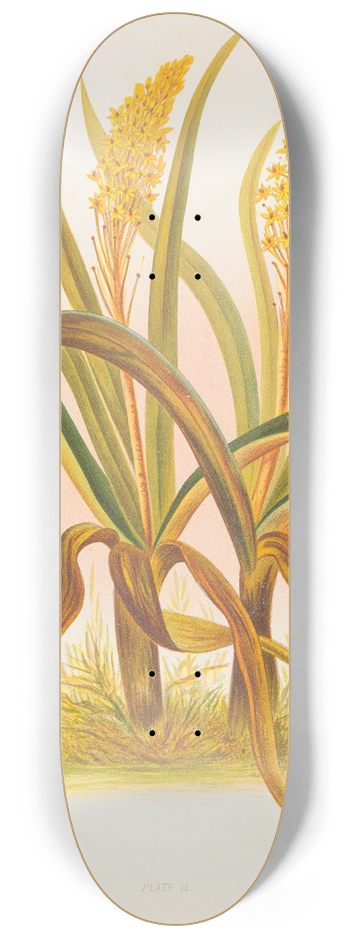 Georgina Burne Hetley - Anthericum Hookeri 8.25 inch art skate deck