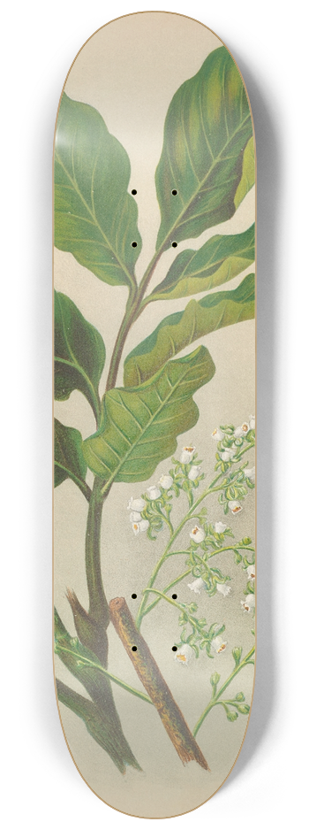 Georgina Burne Hetley - Kohe-Kohe 8.25 inch art skate deck