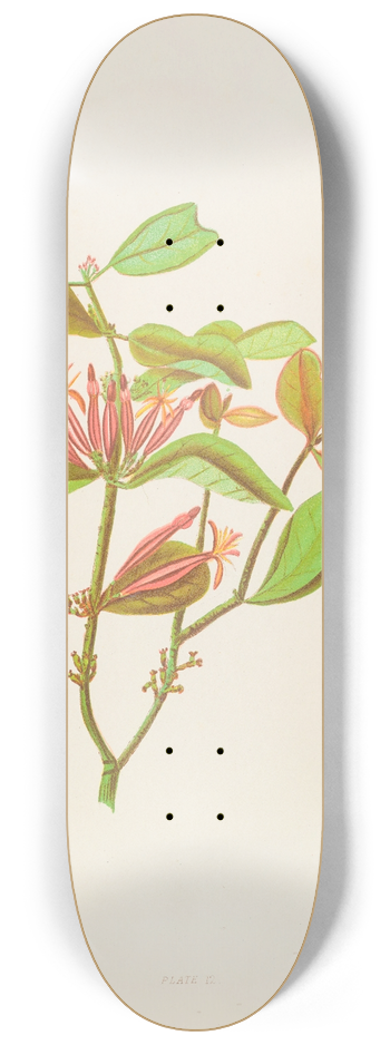 Georgina Burne Hetley - Loranthus Adamsii 8.25 inch art skate deck