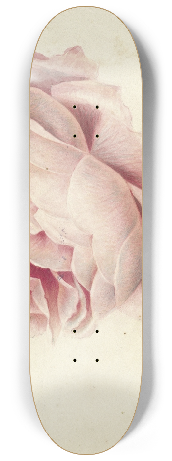 Georgius Jacobus Johannes van Os - Roze roos 8.25 inch art skate deck