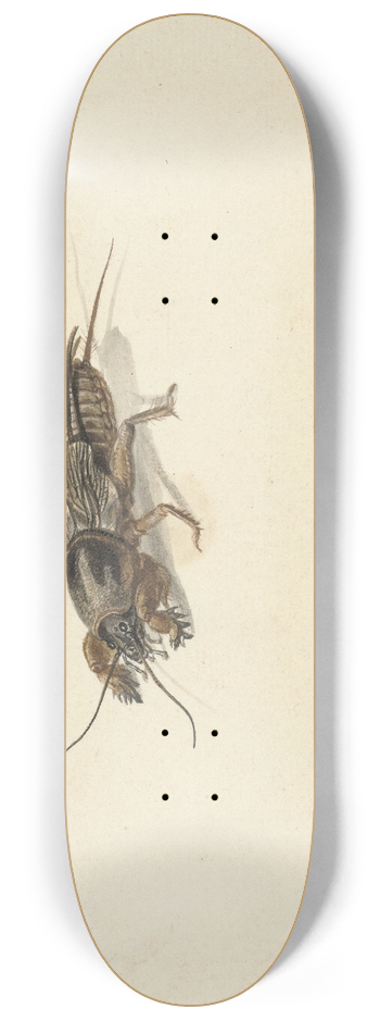 Gerard Sanders - Insect 8.25 inch art skate deck