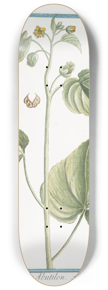 Giorgio Bonelli - Abutilon. (Flowering Maples) 8.25 inch art skate deck