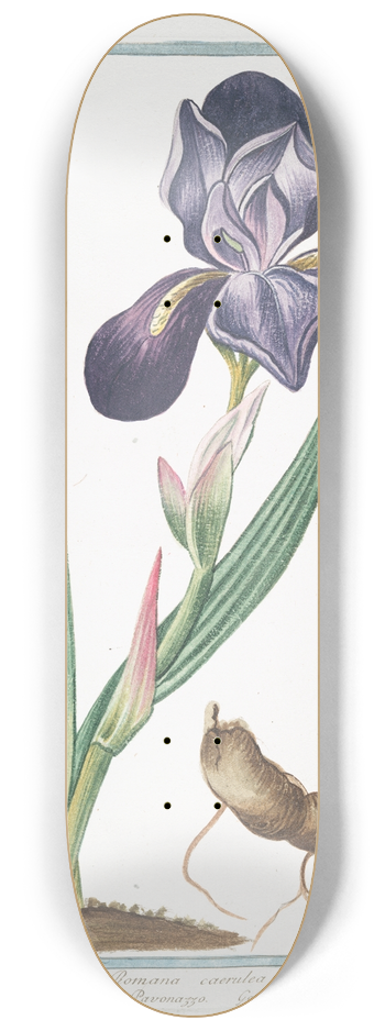 Giorgio Bonelli - Iris major, latifolia, Romana caerulea  Giglio Pavonazzo  Flambe. (Tall bearded Iris 8.25 inch art skate deck