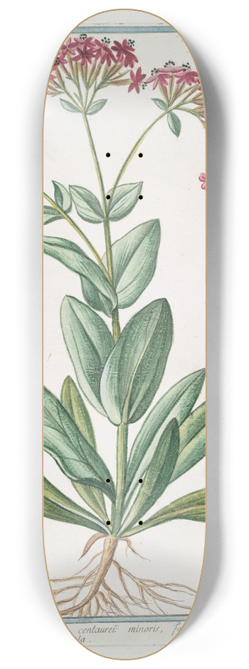 Giorgio Bonelli - Lychnis umbellifera montana centaurei minoris, floribus, simplicibus, rubris  Muscipula  Lichnis.(Catchfly) 8.25 inch art skate deck
