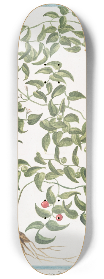 Giorgio Bonelli - Medeola asparagoides 8.25 inch art skate deck