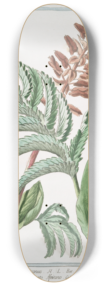 Giorgio Bonelli - Melianthus Africanus  Melianto Africano  Meliante 8.25 inch art skate deck