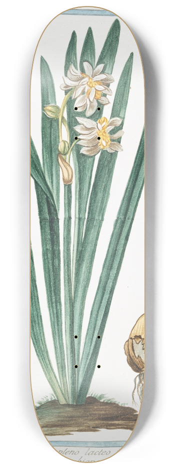 Giorgio Bonelli - Narcissus , flore pleno, lacteo in medio aureo  Tazzetta bianca  Narcisse 8.25 inch art skate deck