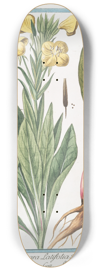 Giorgio Bonelli - Onagra latifolia  Onagra  LHerbe aux Anes. (Primerose) 8.25 inch art skate deck