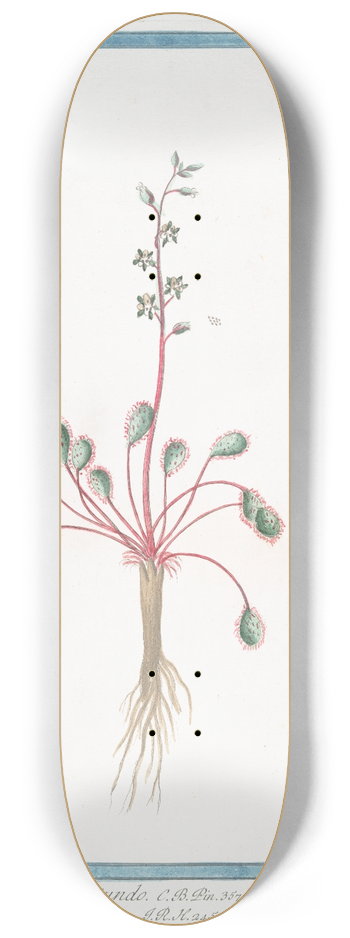 Giorgio Bonelli - Ros Solis folio subrotundo  Rorida, sive Ros Solis major  Rugiada del Sole. (Youth woort) 8.25 inch art skate deck