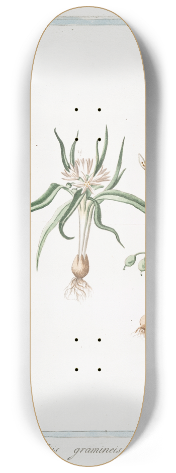 Giorgio Bonelli - Saturnia, foliis gramineis  Maratta. (Soft lavender) 8.25 inch art skate deck
